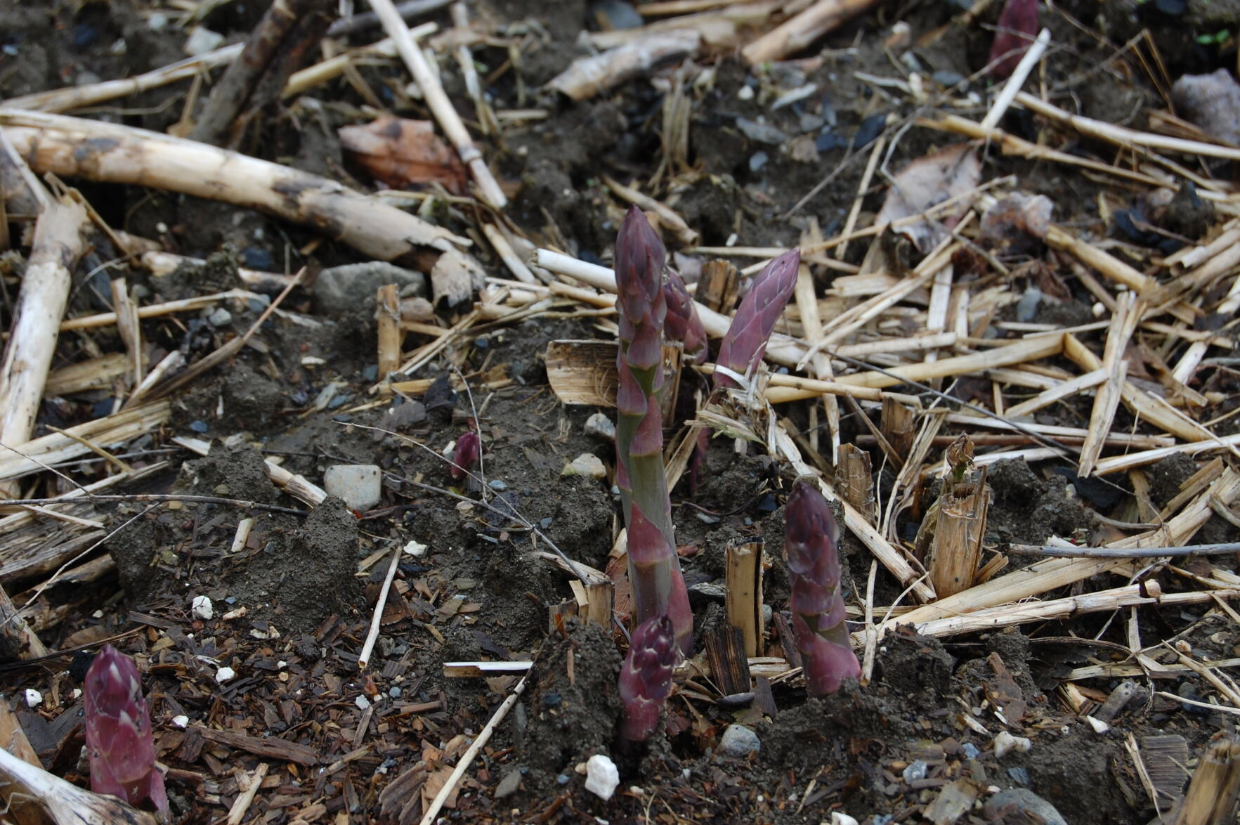 Asparagus spears